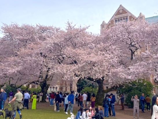 ワシントン大学の桜